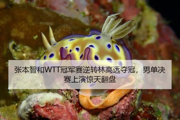 张本智和WTT冠军赛逆转林高远夺冠，男单决赛上演惊天翻盘