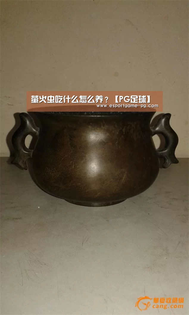 萤火虫吃什么怎么养?【PG足球】(图1) PG足球